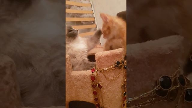 Бездомные котята Кения и Марсель. Кошачьи нежности)) смотреть онлайн