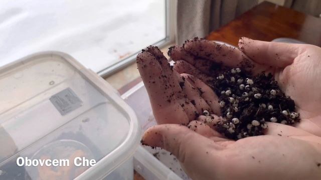 ГЕНЕРАЛЬНАЯ УБОРКА У УЛИТОК АХАТИН | ЗАМЕНА ГРУНТА И МХА | КЛАДКА ЯИЦ смотреть онлайн