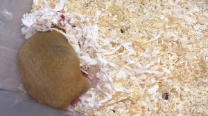 НЕ МОГУ ПОВЕРИТЬ - столько хомячат я еще не видела  / роды хомяка / Алиса Изи Петс / Alisa Easy Pet