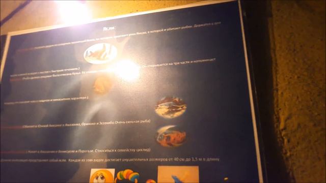 Аквариум в Кирилловке Активный отдых на Азовском море смотреть онлайн