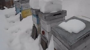 подкормка пчел в феврале