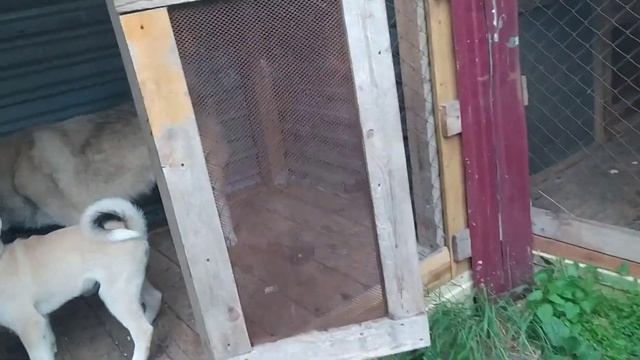 Лайки остались без каши на ужин смотреть онлайн