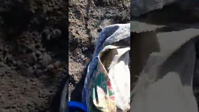 ??ПОСАДКА КАРТОФЕЛЯ. ЧТО ДОБАВИТЬ В ЛУНКУ??часть 2 смотреть онлайн