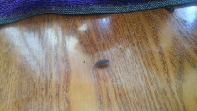 Вредители орхидей/ Кто ест мои??? смотреть онлайн