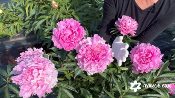 President Wilson peony. Президент Уилсон пион. Пулков сад