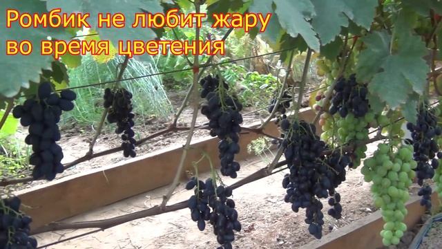 Виноград созрел в июле. Подмосковье. Теплица смотреть онлайн
