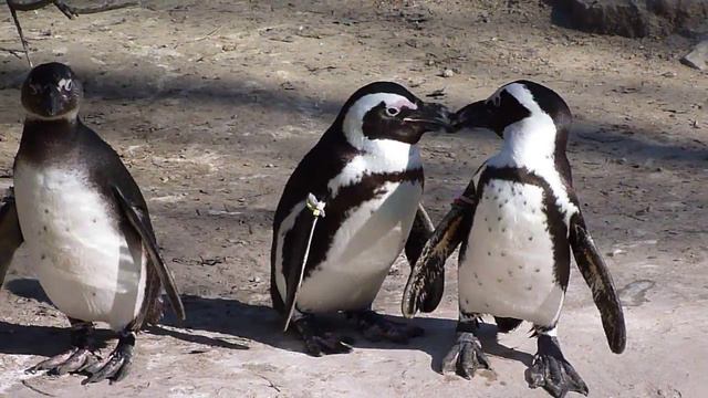 Берлинский зоопарк