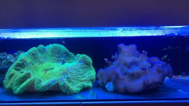 Onyx Clownfish Harem in Gigantea Anemones смотреть онлайн