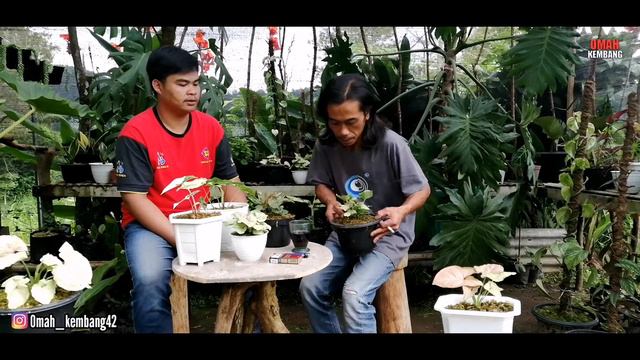SYNGONIUM KRUPUK ???? || SYNGONIUM MANGO ALLUSION ||HOW TO CARE FOR ORNAMENTAL PLANTS