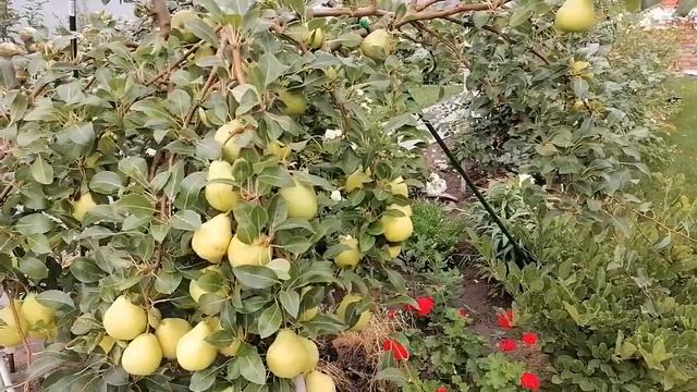 Груша Августовская роса. смотреть онлайн