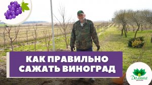 ?КАК ПРАВИЛЬНО ПОСАДИТЬ ВИНОГРАД❓ Весенняя посадка винограда!