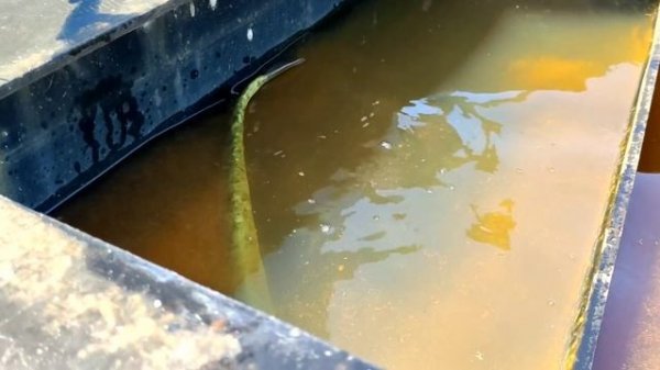 ?Fish Catching # Big Patan Fish Catching  # Unique Fishing # Village Fishing.