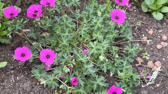 Почему пеларгония - это не герань? смотреть онлайн