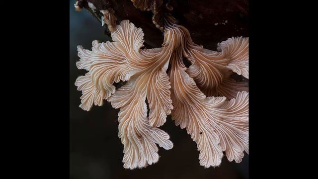 Fungispora - Schizophyllum commune смотреть онлайн