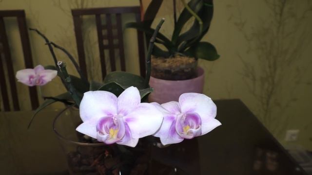 Орхидея Дикий кот, две орхидеи Сакуры с ЖИРНЫМИ корнями! ЖИТЬ БУДЕМ! смотреть онлайн