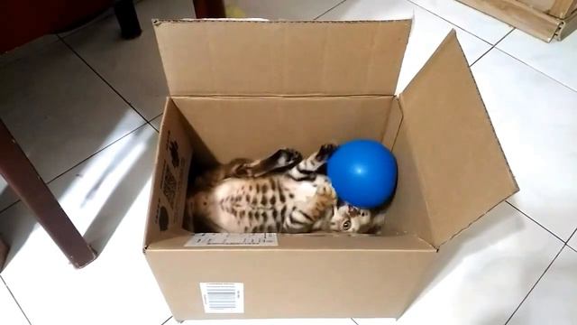 Бенгал развлекается