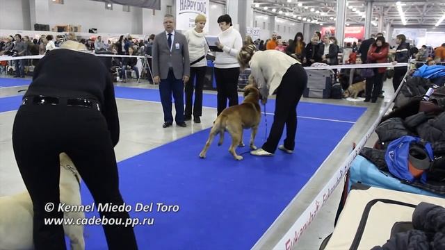 Россия|Russia 2012, Ка Де Бо|Ca de bou, Кобели промеж.|Intermediate males смотреть онлайн