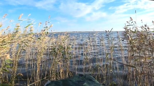 Одиночная Охота подходит северная утка.  Single Hunt Northern Duck approaches.