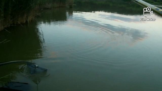 10кг РИБИ! Карась, короп, сазан. смотреть онлайн