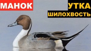 ?ЗВУК (ГОЛОС) УТКА ШИЛОХВОСТЬ 1