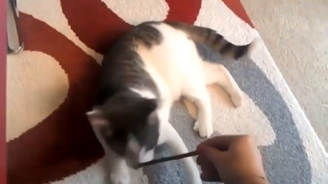 Дерево Мататаби - рай для кошек от Лапочиста смотреть онлайн