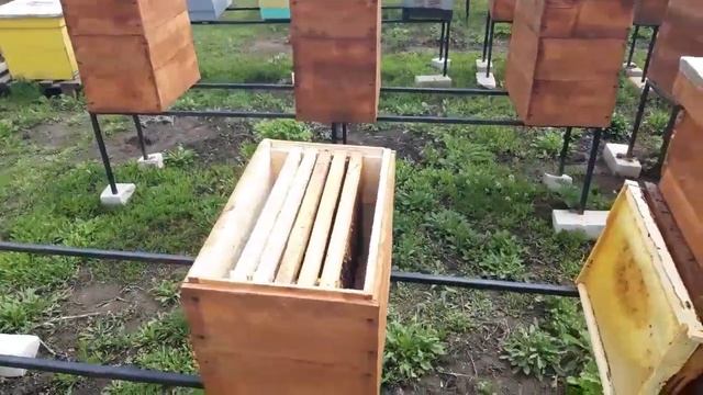 Расширяем пчелиные семьи. Как мы это делаем! смотреть онлайн