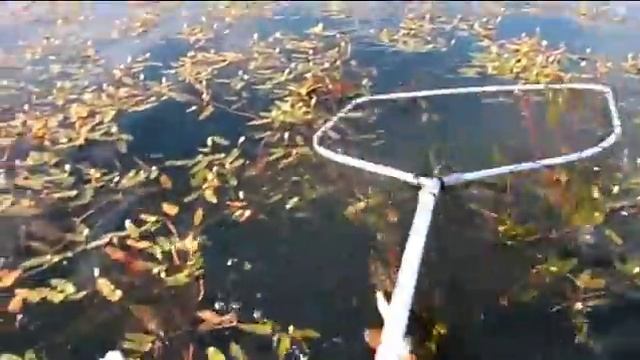 "Рыба моей мечты" смотреть онлайн