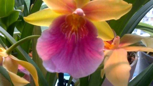 ОРХИДЕЯ МИЛЬТОНИЯ Sanset_ Самый выносливый сорт для дома _ смотреть онлайн