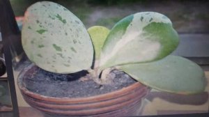 Чем отличаются хойи Керри Сильвер и Керри сплеш