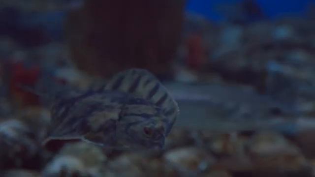 80 лет Приморью: Край уникальной природы смотреть онлайн