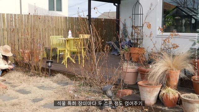 부릉부릉 올해의 첫가드닝 🌿 2,3월에 꼭 해야 하는 필수 가드닝 목수국 가지치기/비료주기/유황농약 뿌리기/코니도로 진딧물 예방하기/그라스 자르기 смотреть онлайн