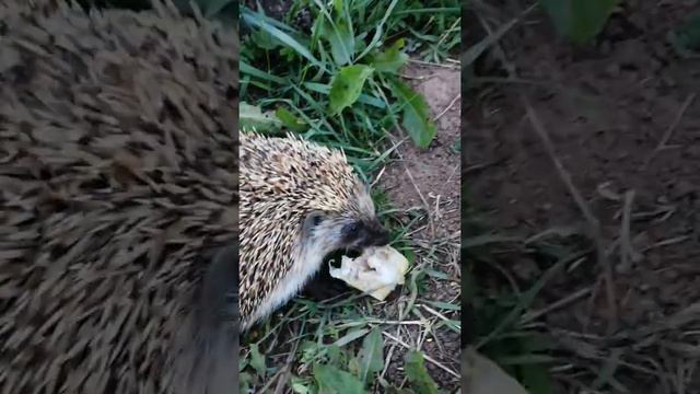 ёжики друзья человека смотреть онлайн