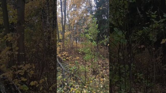 Танец осени...??☔ смотреть онлайн