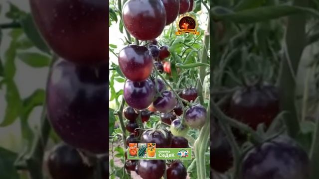 Вся теплица в чёрных томатах! смотреть онлайн