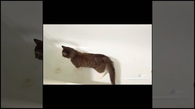 Если скучно вам живётся, заведите кота! смотреть онлайн