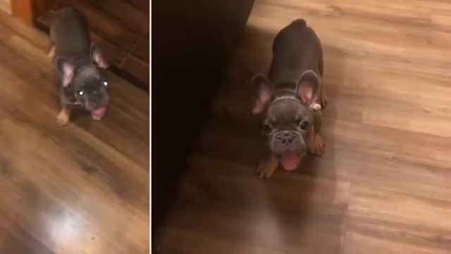 Французский бульдог радость в доме! смотреть онлайн