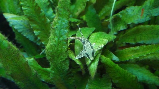Juwel Rio 180 Planted tank смотреть онлайн