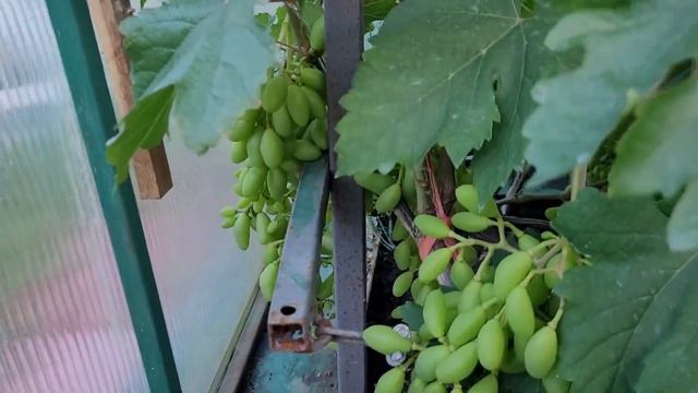 Виноград в Ленинградской области на 8 июля 2023 года.