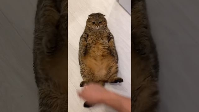 киска смотреть онлайн