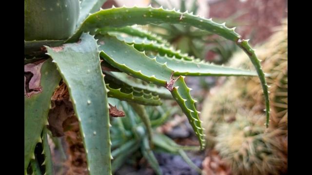 Sony ZV-1. Компакт с дюймовой матрицей. смотреть онлайн