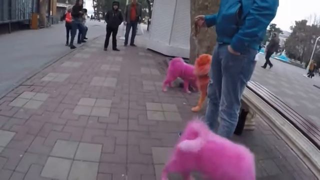 розовые собаки в городе смотреть онлайн