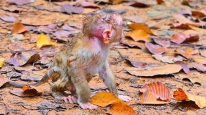 Обезьянки в природе.