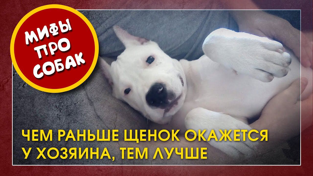 Чем раньше щенок окажется у хозяина, тем лучше. Мифы про собак