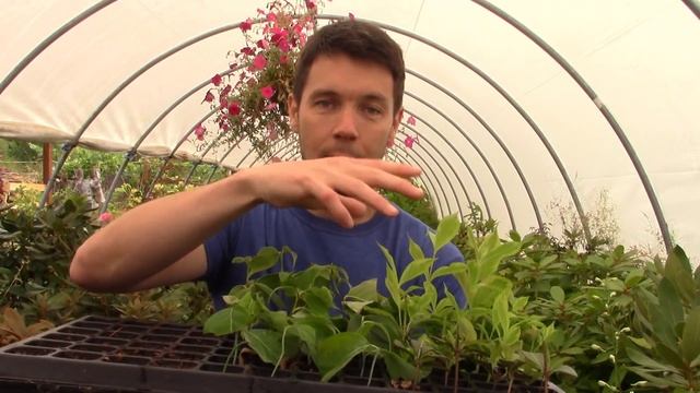 Rooting Tips and Tricks | Propagating Softwood Cuttings of Weigela смотреть онлайн