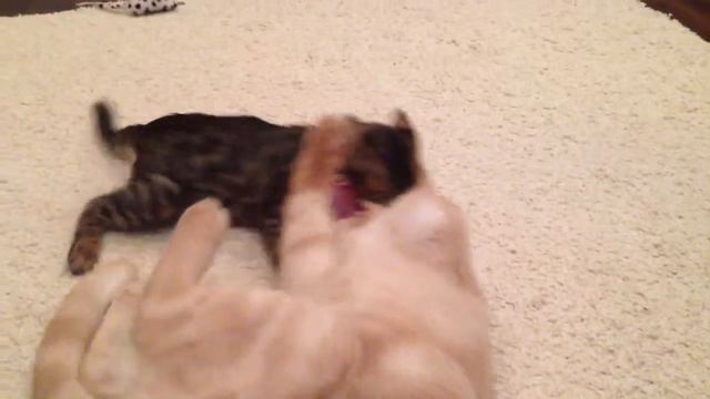 Бенгал V.s. Британца