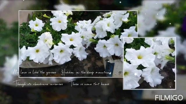 white and purple petunia flower.... please like comment share and subscribe смотреть онлайн