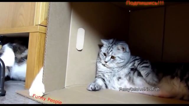 Забавные и счастливые животные Компиляция август 2016 Funny People смотреть онлайн