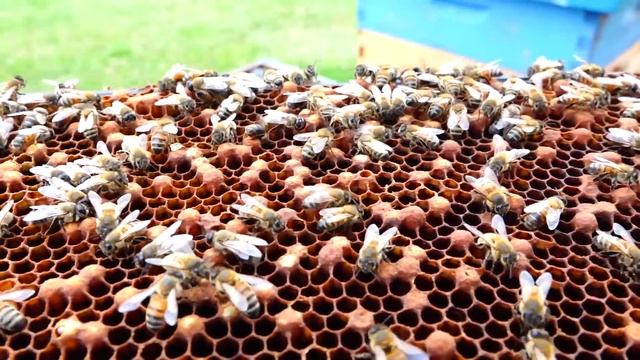 Queen Cage When and How to Re Queen a Hive with a new Queen Bee, Queen Replacement смотреть онлайн