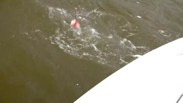 Unlocking Baffin Bay Fishing Secrets | Trout, Redfish, Sheepshead, Blackdrum | Wide Open Sportsman смотреть онлайн