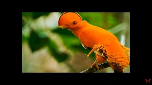Петушок гвианский скалистый (лат. Rupicola rupicola) смотреть онлайн